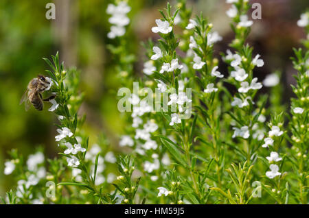 Honeybee on flowering thyme. Honey bee extracting and collecting nectar from white thyme flowers. European or Western honey bee. Stock Photo