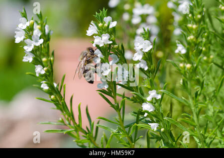 Honey bee extracting and collecting nectar from white thyme flowers. European or Western honey bee, Apis mellifera pollinating. Stock Photo