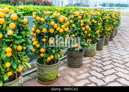 Kumquat trees during Chinese New Year in Hong Kong Stock Photo