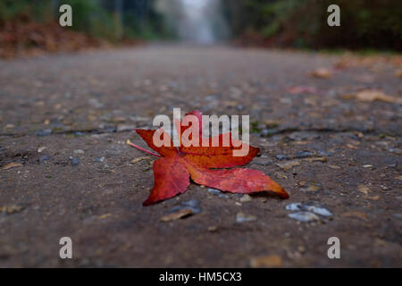 A lonely red Autumn leaf in Enfield's Trent Park, London Stock Photo