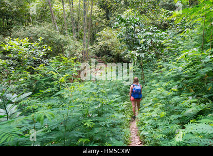 Hiker walking on trail through dense vegetation, Munduk, Bali, Indonesia Stock Photo