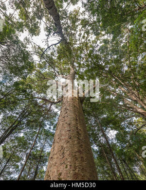Kauri tree (Agathis australis) in forest, Northland, North Island, New Zealand Stock Photo