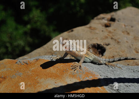 Lesser Earless Lizard on an grey and orange rock on a sunny day in summer Stock Photo