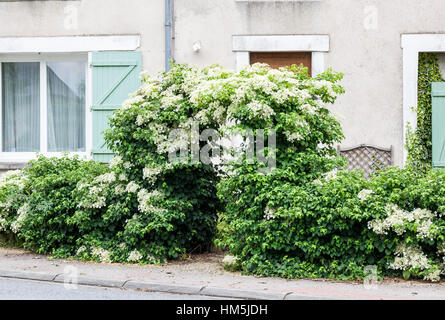 Hydrangea anomala ssp. petiolaris (Climbing hydrangea) covering an archway and fence in front of a house Stock Photo