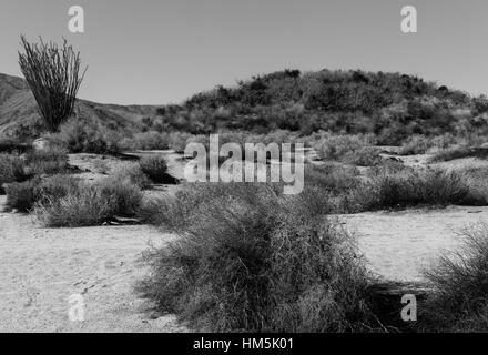 Thousand Palms Oasis Preserve California USA Stock Photo