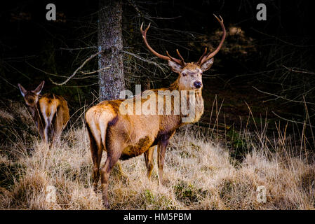 Red Deer Stag in Glen Etive Forest, Highlands of  Scotland in winter Stock Photo