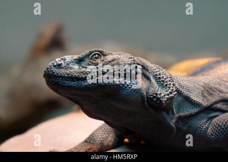 Common Chuckwalla Lizard Stock Photo