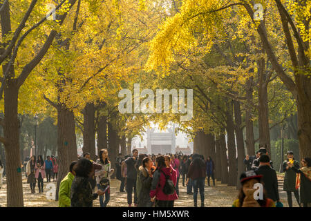 autumn colours at the Temple of Earth Park or Ditan Park in Beijing, People's Republic of China, Asia