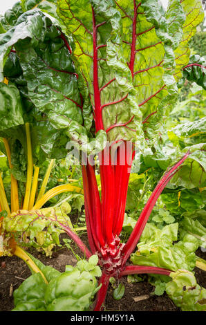 Swiss chard growing in a vegetable garden with evidence of past picking Stock Photo
