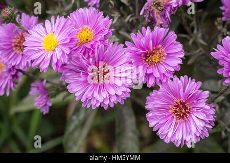 Aster novi- belgii Patricia Ballard flowering in autumn Stock Photo