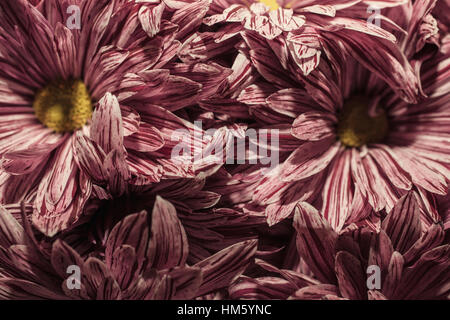 Close up red chrysanthemum flower macro background Stock Photo