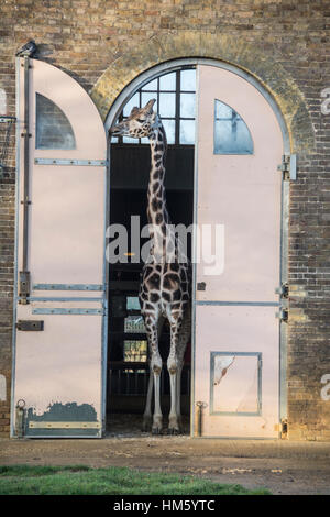 Giraffe in Giraffe House, London Zoo, London, UK Stock Photo
