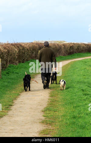 Man walking three dogs along a path one dog carrying a stick Stock Photo