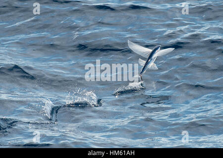 Flying fish species taking off from the ocean surface, Atlantic Ocean Stock  Photo - Alamy