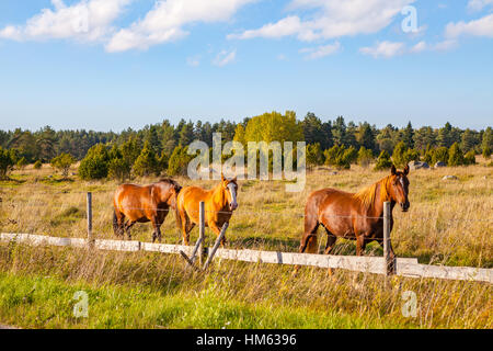 Beautiful brown horses in field near a fence Stock Photo