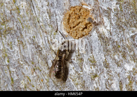 Harebell Carpenter Bee - Chelostoma campanularum - at sealed nest hole Stock Photo