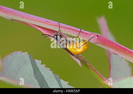 Large Rose Sawfly - Arge pagana - female laying eggs in rose stem Stock Photo