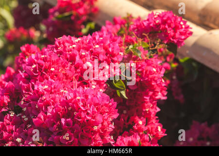 Red decorative flowers in summer garden, bougainvillea tree in bloom Stock Photo