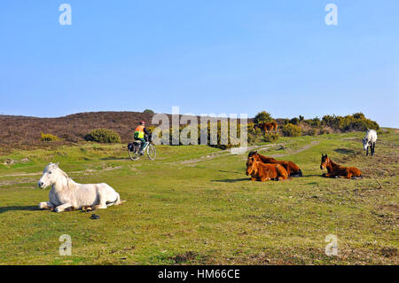 Mountain biker riding past New Forest ponies in Burley, Hampshire, England Stock Photo