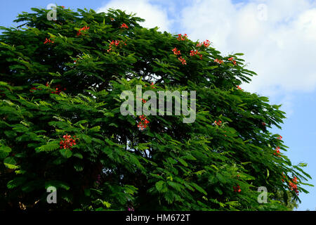 delonix regia flame tree red flower flowers flowering exotic trees madagascar RM floral Stock Photo