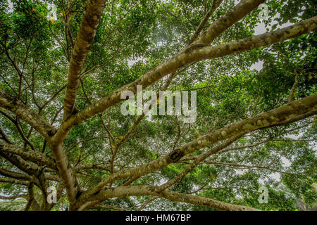 Weeping fig or Ficus benjamina Stock Photo