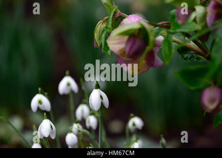 Galanthus desdemona double snowdrop Hellebore hellebores mix mixed white flowers flower snowdrops spring flowering RM floral Stock Photo