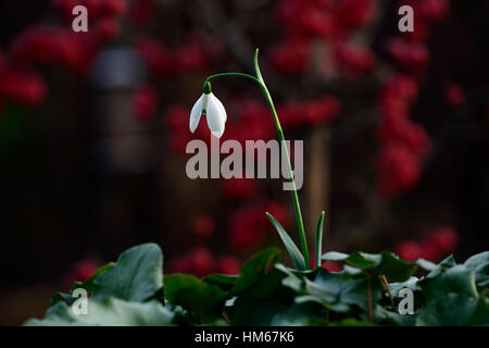 Galanthus Mrs McNamara christmas snowdrop white flowers flower bulbs snowdrops flowering collectors collect rare RM floral Stock Photo