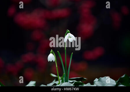 Galanthus Mrs McNamara christmas snowdrop white flowers flower bulbs snowdrops flowering collectors collect rare RM floral Stock Photo
