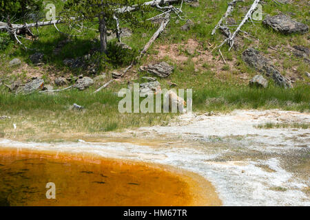 Koyot in Upper Geyser Basin, Yellowstone National Park, Wyoming, USA Stock Photo