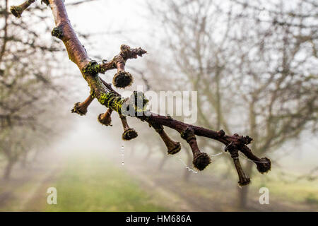 An Almond tree branch with drops of moisture that has collected on a foggy morning in a California orchard. Stock Photo