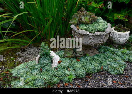 sempervivum succulent succulents display overturned urn mimic spill spilled water flowing garden design bed border RM Floral
