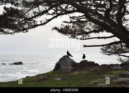Two crows on a rock at Gerstle Cove in Salt Point State Park, California, USA. Stock Photo