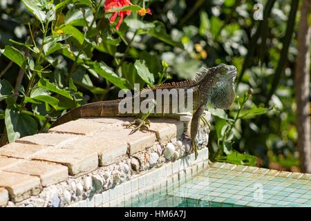 Iguana relaxing in the sun, poolside. Stock Photo