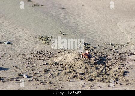 Blue claw crab peers from its burrow. Stock Photo