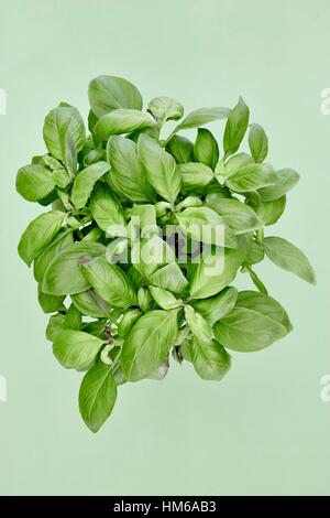 A studio photo of potted basil Stock Photo