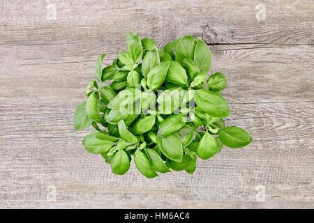 A studio photo of potted basil Stock Photo