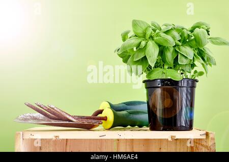 A studio photo of potted basil Stock Photo