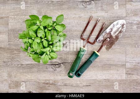 A studio photo of potted basil Stock Photo