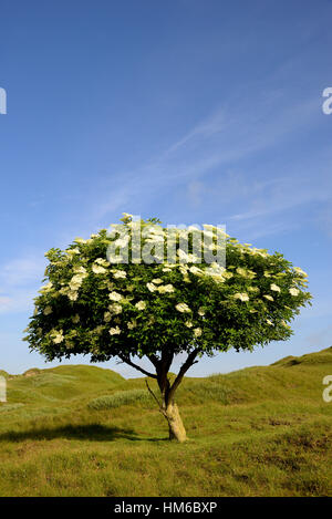 Elderberry (Sambucus nigra), solitary tree with blossoms against blue sky, Norderney, East Frisian Islands, Lower Saxony Stock Photo