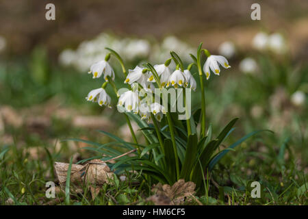 Blooming spring snowflake (Leucojum vernum), Thuringia, Germany Stock Photo