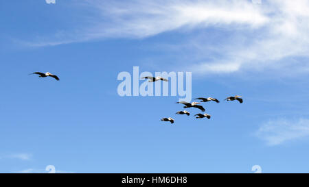 BIG SUR, CALIFORNIA, UNITED STATES - OCT 7, 2014: Brown Pelicans Flying along the coast between Monterey and Pismo Beach in CA Hwy No 1, USA Stock Photo