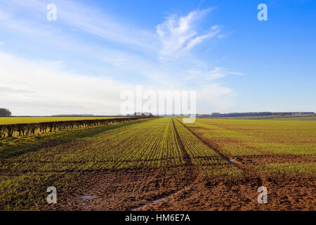 Yorkshire wolds landscape with hawthorn hedgerow and seedling cereal crops under a blue cloudy sky in winter. Stock Photo