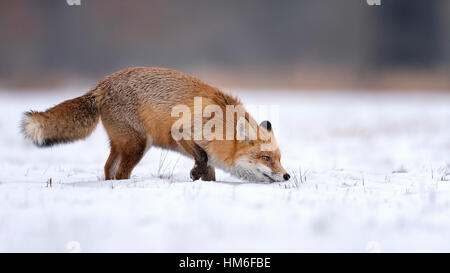 Red fox (Vulpes vulpes), sniffing the ground, winter, winter coat, snow, Middle Elbe Biosphere Reserve, Saxony-Anhalt, Germany Stock Photo