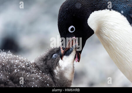 An Adelie Penguin feeding a large fluffy chick by regurgitating food. Stock Photo