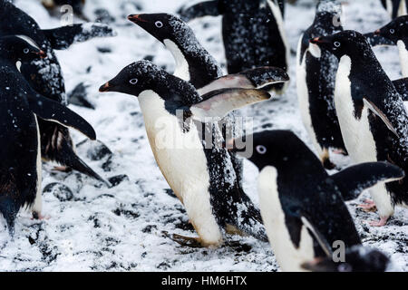 A breeding colony of Adelie Penguins during a snow storm on an island ...