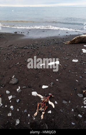 The remains of a dead Adelie Penguin after South Polar Skua have been feeding on the carcass. Stock Photo