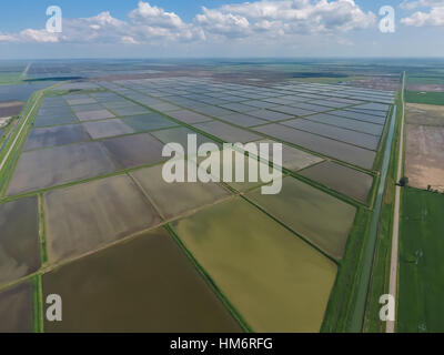 Flooded rice paddies. Agronomic methods of growing rice in the f Stock Photo