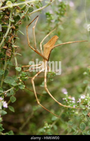 Rufous Net Caster Spider, 'deinopis subrufa' Stock Photo