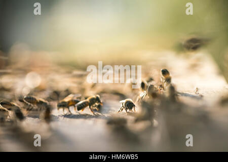 Close-up of honey bees on honeycomb Stock Photo