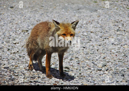 A beautiful fox coming close to humans without being scared Stock Photo ...